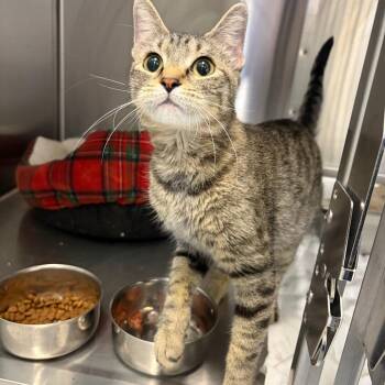 "Dawn" -  Domestic Short Hair Cat for Adoption in Salt Lake City, Utah - "Dawn" | PetCurious