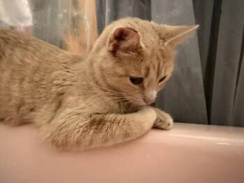 Domestic Short Hair and Tabby Cats Available for Adoption - Kate | PetCurious