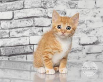 Liv -  Domestic Short Hair and Tabby Cat for Adoption in Tuscaloosa, Alabama - Liv | PetCurious