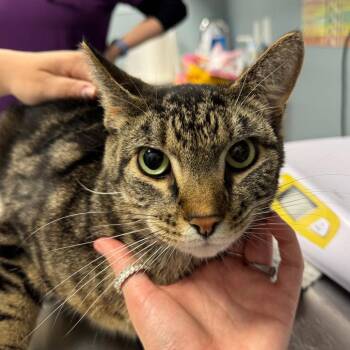 Rome -  Domestic Short Hair Cat for Adoption in New Castle, Delaware - Rome | PetCurious