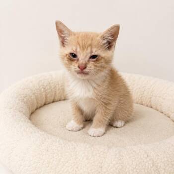 Honey -  Domestic Short Hair Cat for Adoption in Redwood Falls, Minnesota - Honey | PetCurious