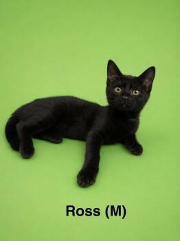 Ross -  Siamese Cat for Adoption in Avondale, Pennsylvania - Ross | PetCurious