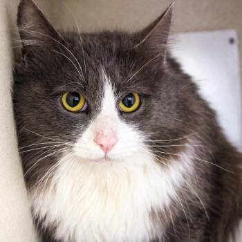 Domestic Medium Hair Cats Available for Adoption in Gloucester, Virginia - Rocky Road | PetCurious