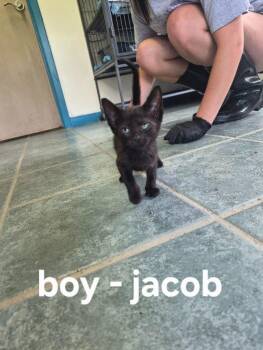 Jacob -  Domestic Short Hair Cat for Adoption in Shelby County, Texas - Jacob | PetCurious