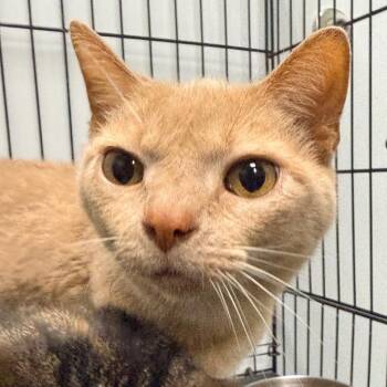 Baker -  Domestic Short Hair Cat for Adoption in Georgetown, Kentucky - Baker | PetCurious