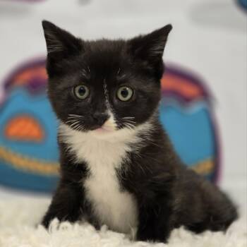 Denali -  Domestic Short Hair Cat for Adoption in Effingham, Illinois - Denali | PetCurious