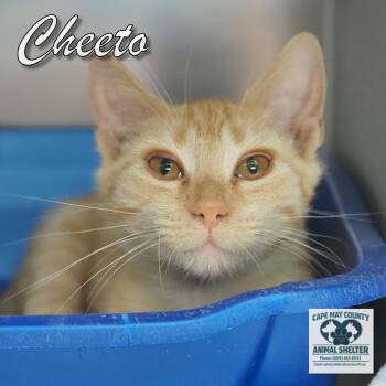 Cheeto -  Domestic Short Hair Cat for Adoption in Middle Township, New Jersey - Cheeto | PetCurious