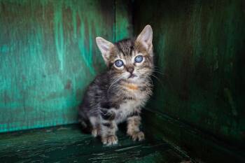 Scream -  Domestic Short Hair Cat for Adoption in San Antonio, Texas - Scream | PetCurious