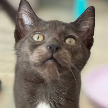 Domestic Short Hair Cats Available for Adoption - Si (Silas) | PetCurious