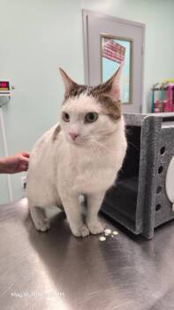Domestic Short Hair Cats Available for Adoption in Athens, Tennessee - Patches | PetCurious