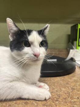 Domestic Short Hair Cats Available for Adoption in Indianapolis, Indiana - LUCHYS | PetCurious