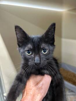 Worm -  Domestic Short Hair Cat Available for Adoption in Gautier, Mississippi - Worm | PetCurious