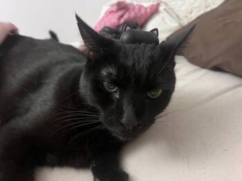 Kipu -  Domestic Short Hair Cat for Adoption - Kipu | PetCurious