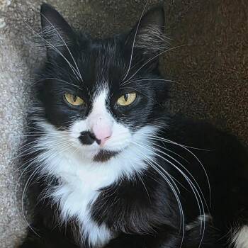 Rufio -  Domestic Medium Hair Cat for Adoption in Port Angeles, Washington - Rufio | PetCurious