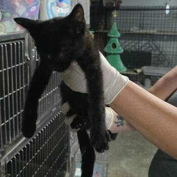 Jet -  Domestic Short Hair Cat for Adoption in Sioux Falls, South Dakota - Jet | PetCurious