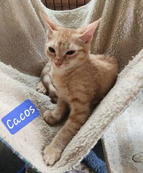 Cacos 0159 -  Domestic Short Hair Cat for Adoption in Dallas, Texas - Cacos 0159 | PetCurious