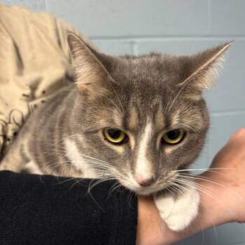 Nora -  Domestic Short Hair Cat for Adoption in Dekalb, Illinois - Nora | PetCurious
