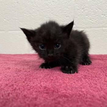 Domestic Short Hair Cats Available for Adoption in Lyndhurst, Virginia - SVAS-Stray-38620 | PetCurious