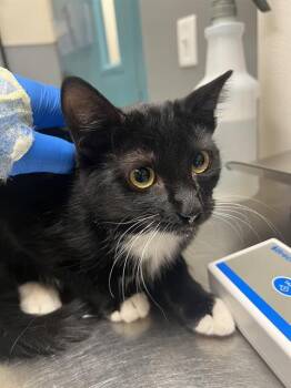 KATHY -  Domestic Short Hair Cat for Adoption in Las Vegas, Nevada - KATHY | PetCurious