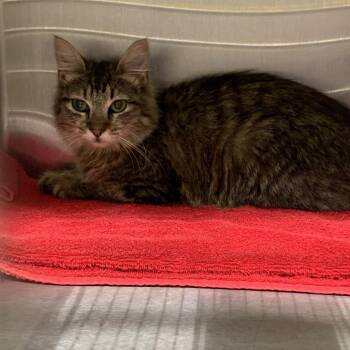 Gretta -  Domestic Medium Hair Cat for Adoption in Morganton, North Carolina - Gretta | PetCurious