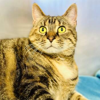 Domestic Short Hair Cats Available for Adoption in Stafford Township, New Jersey - Libby  | PetCurious
