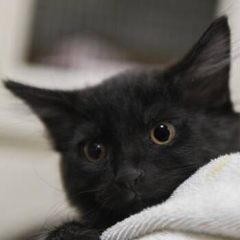 Freddy -  Domestic Short Hair Cat for Adoption in Redwood City, California - Freddy | PetCurious