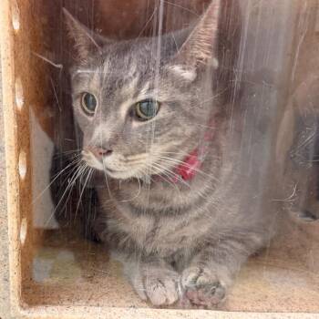 Roy -  Domestic Short Hair Cat for Adoption in Philadelphia, Pennsylvania - Roy | PetCurious