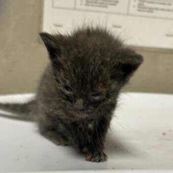 Domestic Short Hair Cats Available for Adoption in Yuma, Arizona - Maisie | PetCurious