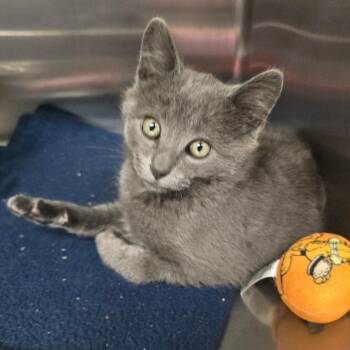 Fred -  Russian Blue Cat for Adoption in Spokane, Washington - Fred | PetCurious