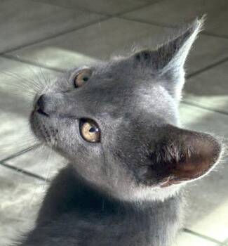 Casper -  Domestic Short Hair Cat for Adoption in Ventura, California - Casper | PetCurious