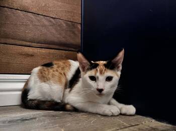 Cali Summerville -  Domestic Short Hair and Calico Cat for Adoption in Chandler, Arizona - Cali Summerville | PetCurious