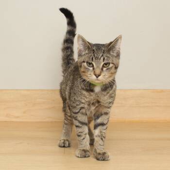 Rescue Domestic Short Hair Cats for Adoption in Minnetonka, Minnesota - Four Seasons C67009 | PetCurious