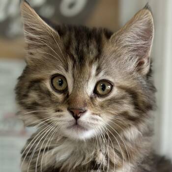 Olivia -  Domestic Long Hair Cat Available for Adoption in Victor, New York - Olivia | PetCurious