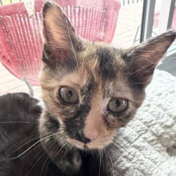 Duce -  Domestic Short Hair Cat for Adoption in Traverse City, Michigan - Duce | PetCurious