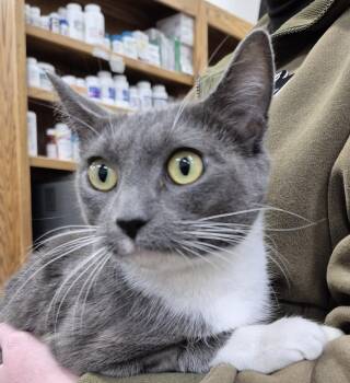 Rescue Domestic Short Hair Cats for Adoption in Alpharetta, Georgia - Sapphire | PetCurious