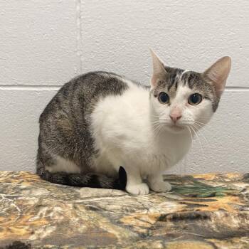 Barracuda -  Domestic Short Hair Cat for Adoption in Dayton, Ohio - Barracuda | PetCurious