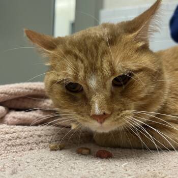 Rescue Domestic Short Hair Cats for Adoption in Pittsburgh, Pennsylvania - Gustave | PetCurious