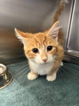 Dutch -  Domestic Medium Hair Cat for Adoption in Hilton Head Island, South Carolina - Dutch | PetCurious