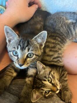 Potsie -  Domestic Short Hair Cat for Adoption in Courtenay, British Columbia - Potsie | PetCurious