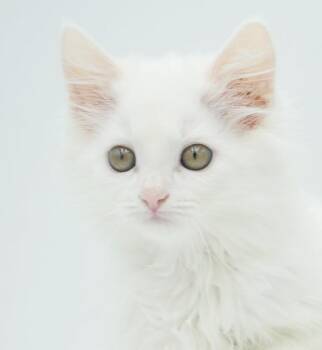 Violet is WOW awesome and WOW unique - READ FULL BIO before appl -  Ragdoll and Maine Coon Cat for Adoption in Bedford Hills, New York - Violet Is WOW Awesome And WOW Unique - READ FULL BIO Before Appl | PetCurious