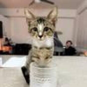 Baby Ruth -  Domestic Short Hair Cat for Adoption in West Palm Beach, Florida - Baby Ruth | PetCurious