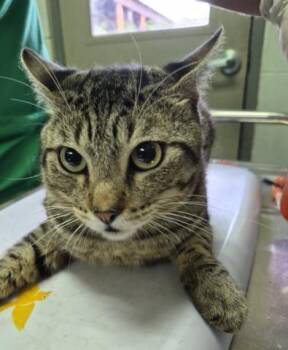 SAIA -  Domestic Short Hair Cat for Adoption in Pensacola, Florida - SAIA | PetCurious