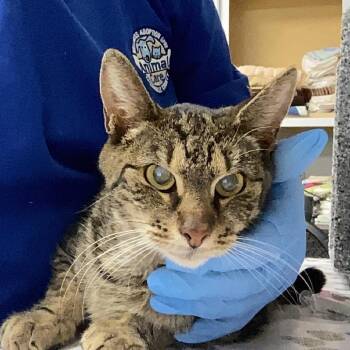 Domestic Short Hair Cats Available for Adoption in Greenville, South Carolina - McBee | PetCurious