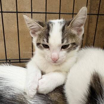 Domestic Short Hair Cats Available for Adoption in Las Vegas, Nevada - Asterisk 53838 | PetCurious