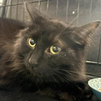 Rodney -  Domestic Medium Hair Cat Available for Adoption in Saugerties, New York - Rodney | PetCurious