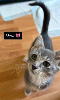 Rescue Domestic Short Hair and Tabby Cats for Adoption in Lemont, Illinois - Deja | PetCurious
