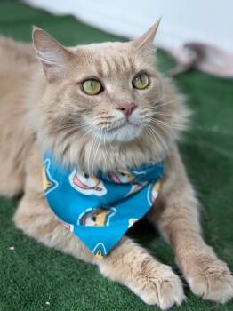 Parmesan-One of our Amazing Rescue Dogs -  Domestic Long Hair Cat for Adoption in Carlsbad, California - Parmesan-One Of Our Amazing Rescue Dogs | PetCurious