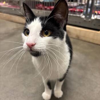 Belle -  Domestic Short Hair Cat for Adoption in Hemet, California - Belle | PetCurious