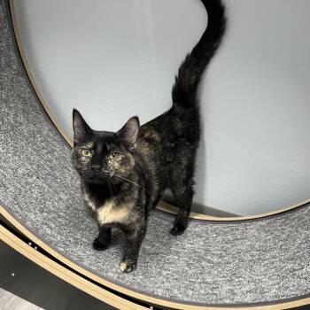 Iris -  Domestic Short Hair Cat for Adoption in Crookston, Minnesota - Iris | PetCurious