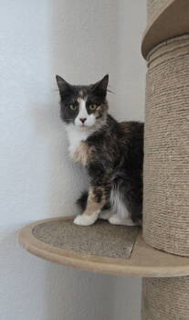 Rescue Domestic Long Hair Cats for Adoption in Denver, Colorado - Briar Rose | PetCurious